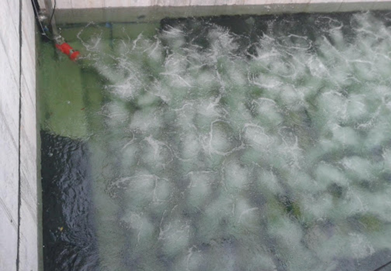 Diffusers and mixer – Dairy effluent – Italy - SCM Tecnologie